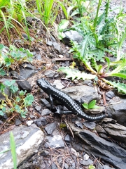 Salamandra atra