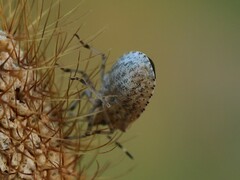 Holcostethus albipes