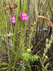 Erica cubica