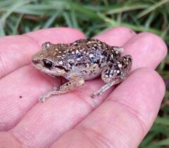 Pristimantis unistrigatus
