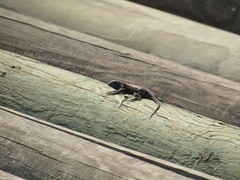 Sceloporus occidentalis