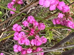 Erica cubica