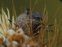 Holcostethus albipes