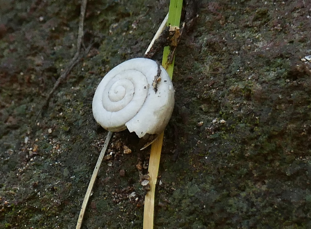 Mogollon woodlandsnail
