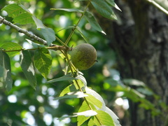 Juglans mollis