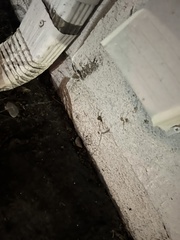 Latrodectus geometricus