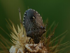 Holcostethus albipes