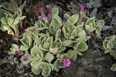 Cycladenia humilis