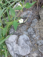 Lantana achyranthifolia