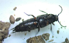 Philonthus cruentatus