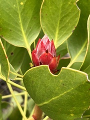 Protea cynaroides