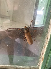 Cerambycidae