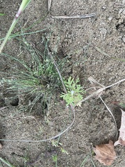 Cyperus subsquarrosus