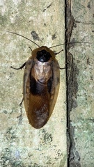 Blattodea