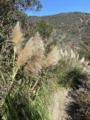 Cortaderia