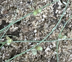 Cyperus subsquarrosus