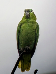 Amazona farinosa