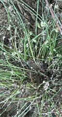 Cyperus subsquarrosus