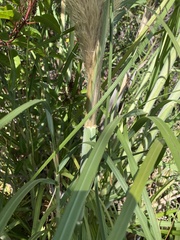 Cortaderia