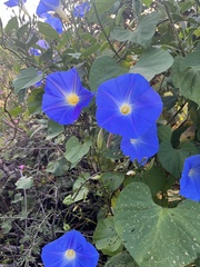 Ipomoea tricolor