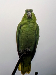 Amazona farinosa