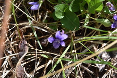 Viola adunca