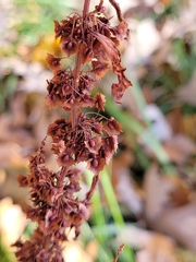 Rumex stenophyllus