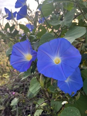 Ipomoea tricolor