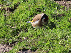 Carduelis carduelis britannica