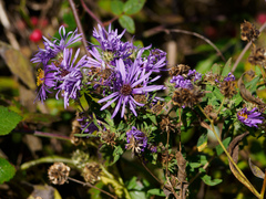Symphyotrichinae