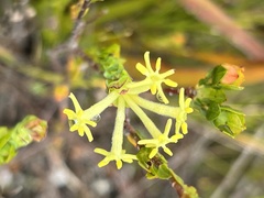 Gnidia oppositifolia