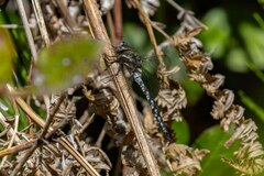 Rhionaeschna californica