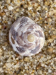 Clanculus brunneus