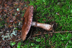 Cortinarius torvus