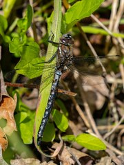 Rhionaeschna californica