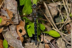 Rhionaeschna californica