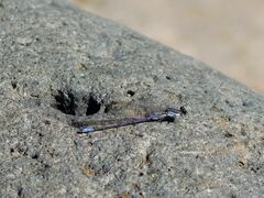 Argia hinei