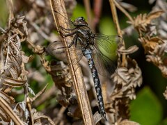 Rhionaeschna californica