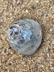 Astralium tentoriiforme