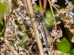 Rhionaeschna californica