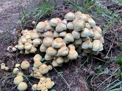 Hypholoma fasciculare