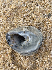 Astralium tentoriiforme