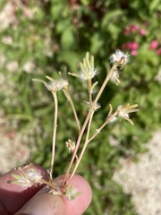 Portulaca suffrutescens