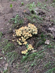 Hypholoma fasciculare