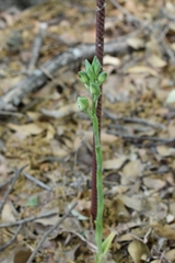 Chloraea membranacea