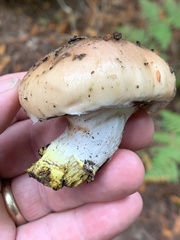 Gomphidius oregonensis