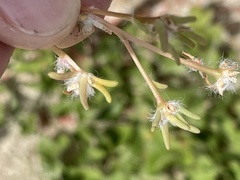 Portulaca suffrutescens