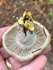 Gomphidius oregonensis