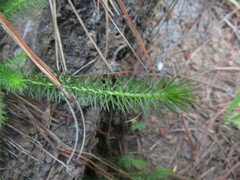 Cliococca