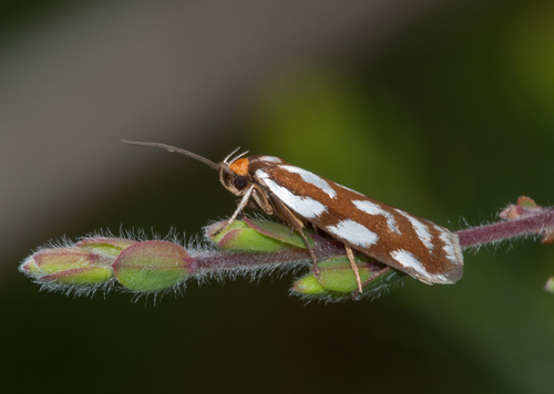 Myrascia